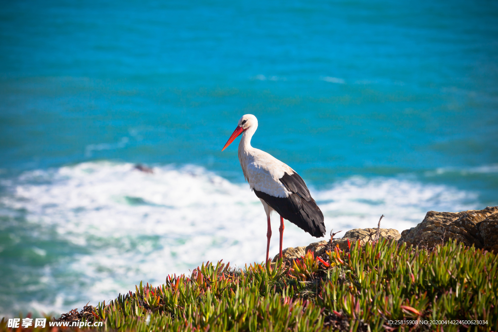 白鹤空山鸟语图片