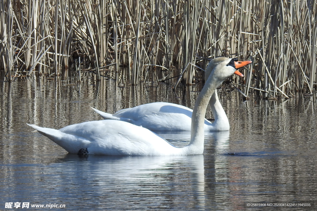 白天鹅空山鸟语图片