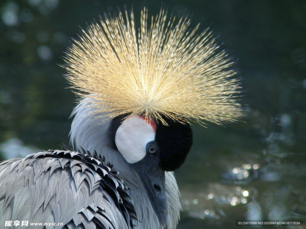 丹顶鹤空山鸟语图片