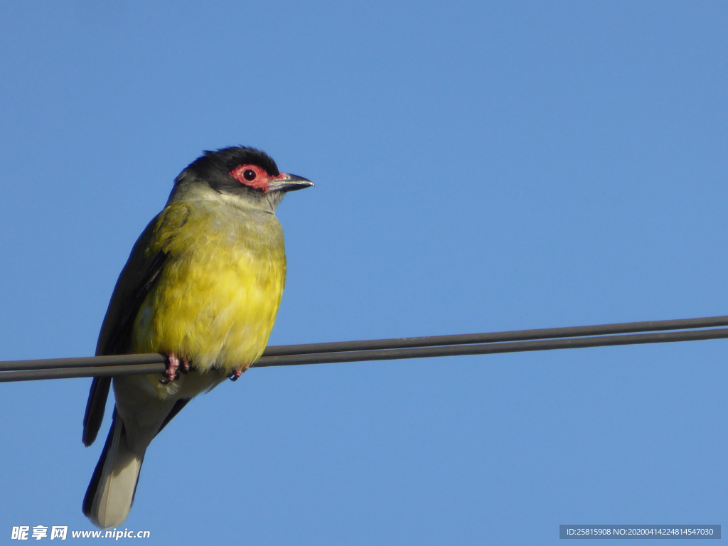 黄鹂空山鸟语图片