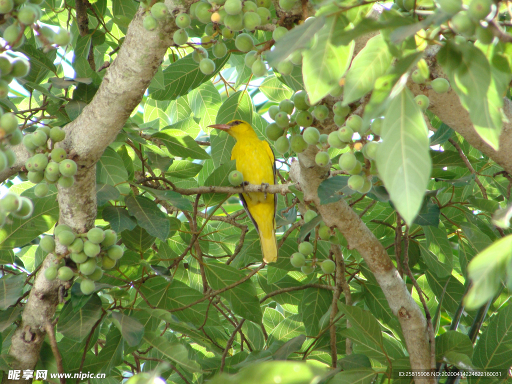 黄鹂空山鸟语图片