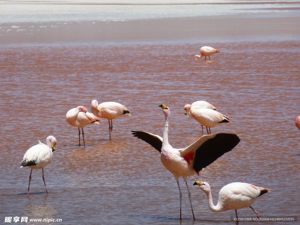 火烈鸟 空山鸟语图片