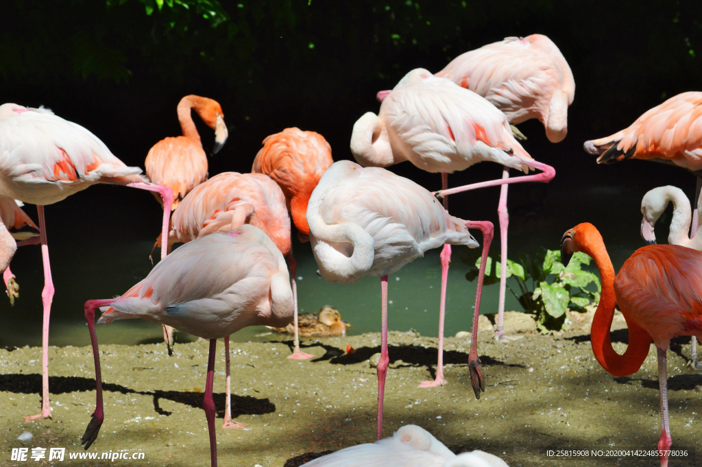 火烈鸟 空山鸟语图片