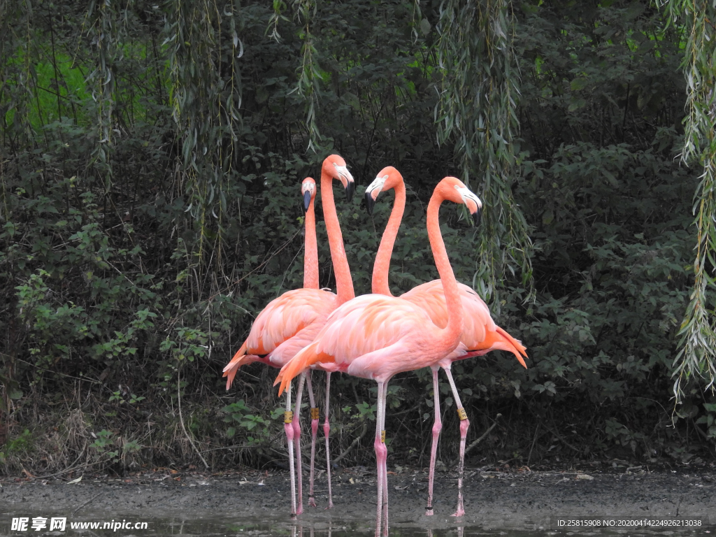 火烈鸟空山鸟语图片