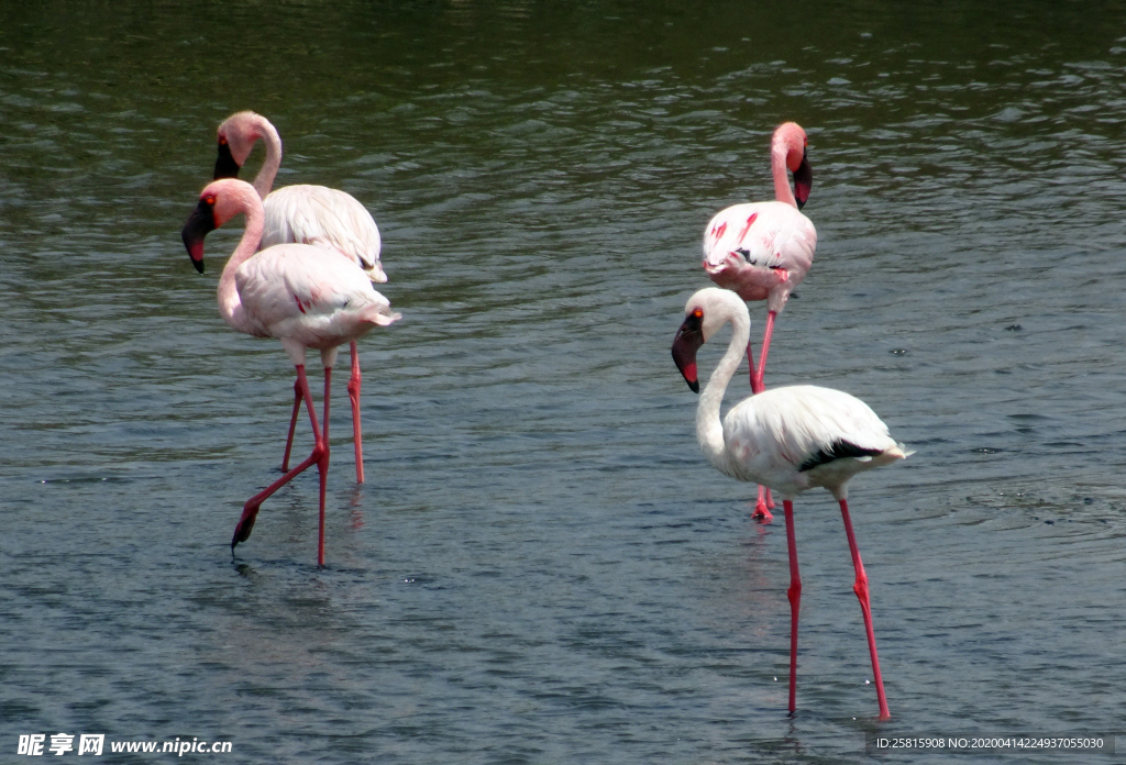 火烈鸟空山鸟语图片