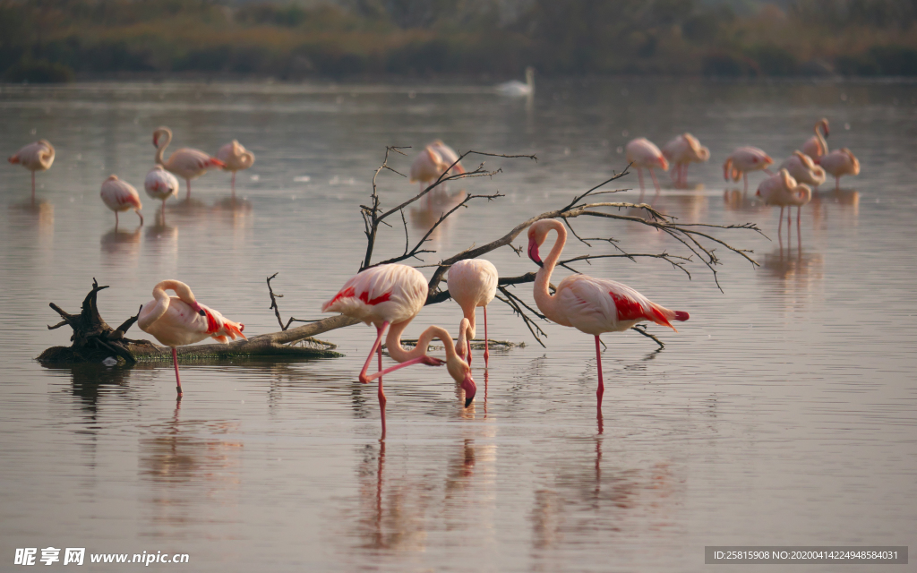 火烈鸟空山鸟语图片