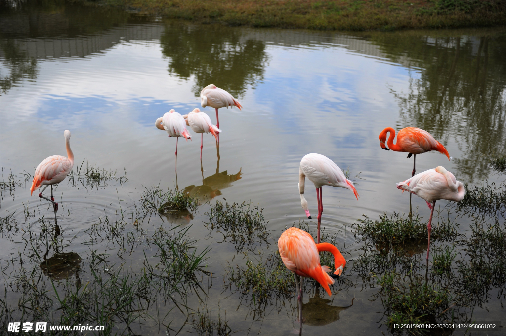 火烈鸟空山鸟语图片