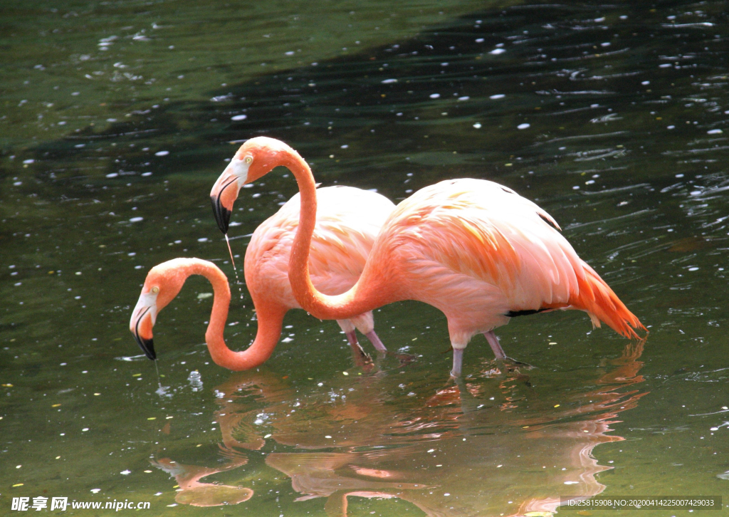火烈鸟空山鸟语图片