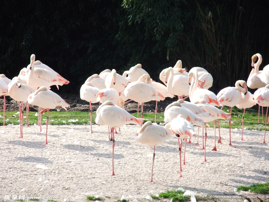 火烈鸟空山鸟语图片