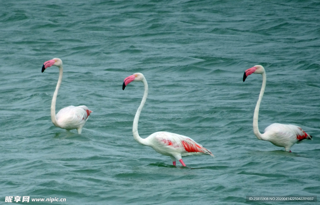 火烈鸟空山鸟语图片