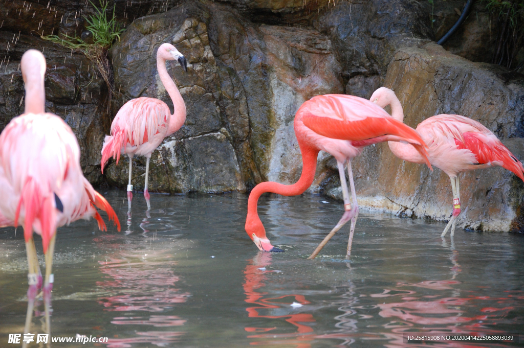 火烈鸟空山鸟语图片