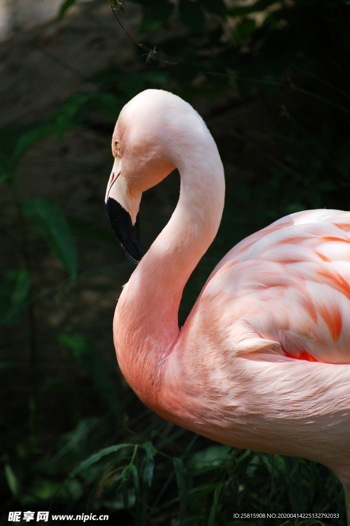 火烈鸟空山鸟语图片