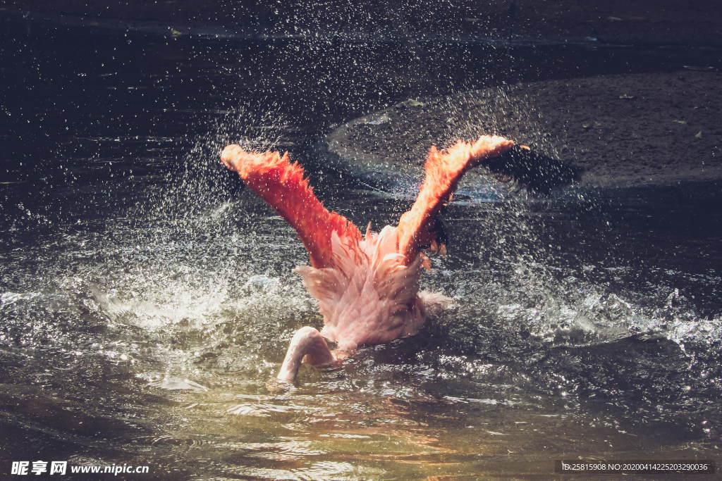 火烈鸟空山鸟语图片