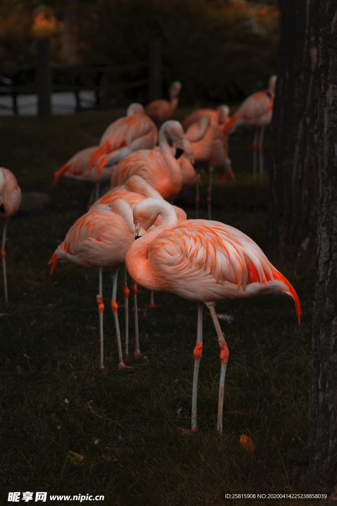火烈鸟空山鸟语图片