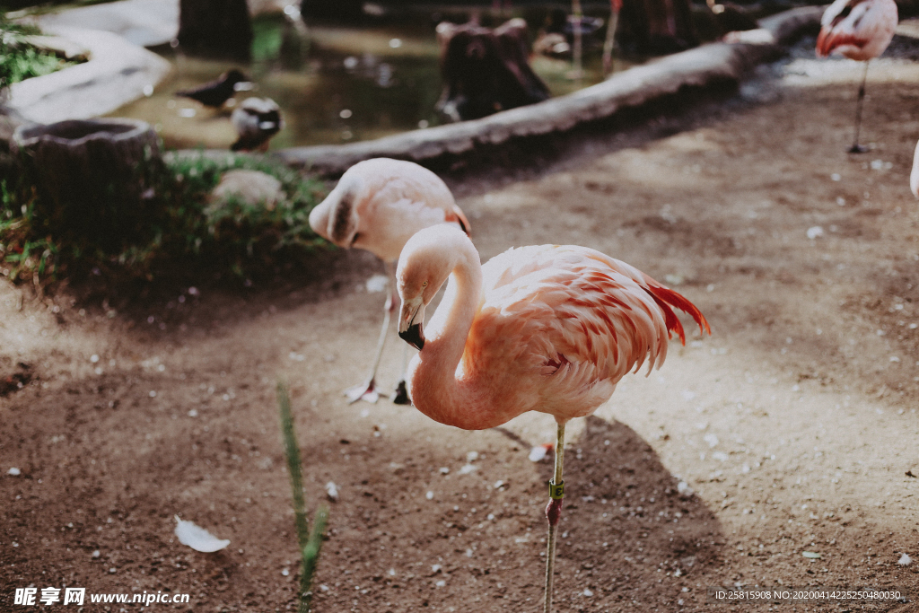 火烈鸟空山鸟语图片