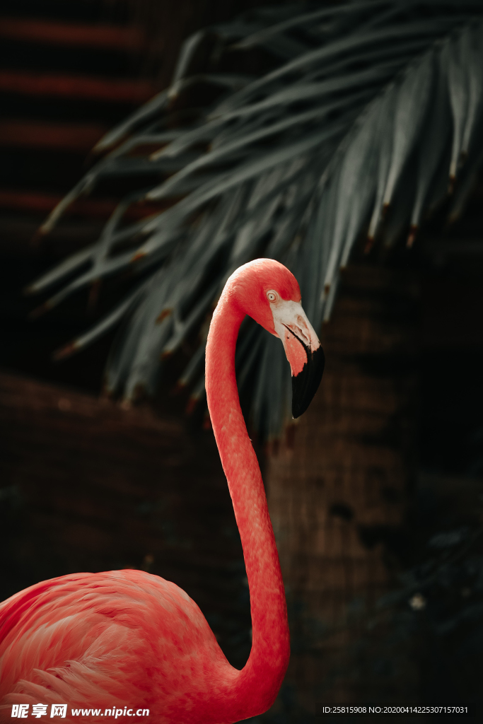 火烈鸟空山鸟语图片