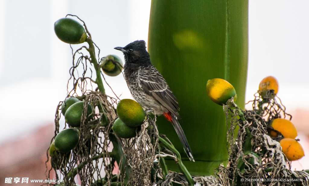夜莺空山鸟语图片