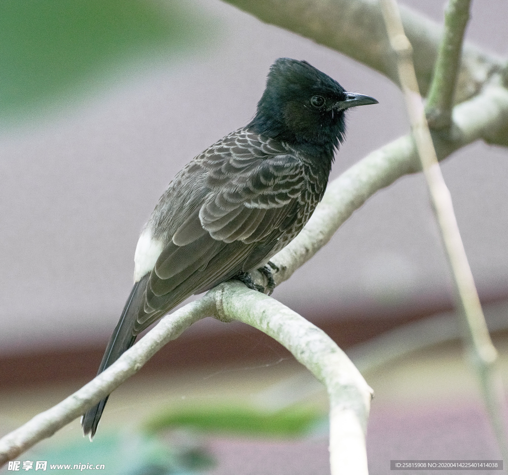 夜莺空山鸟语图片
