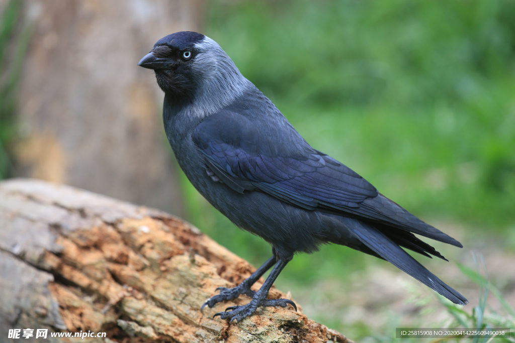 乌鸦空山鸟语图片
