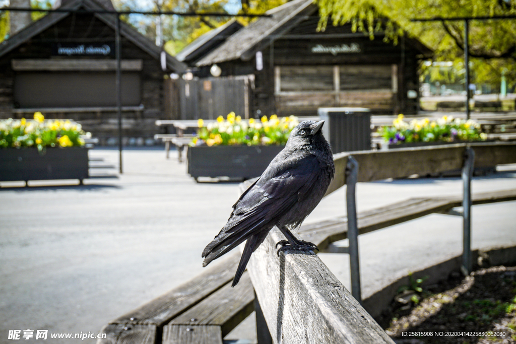 乌鸦空山鸟语图片