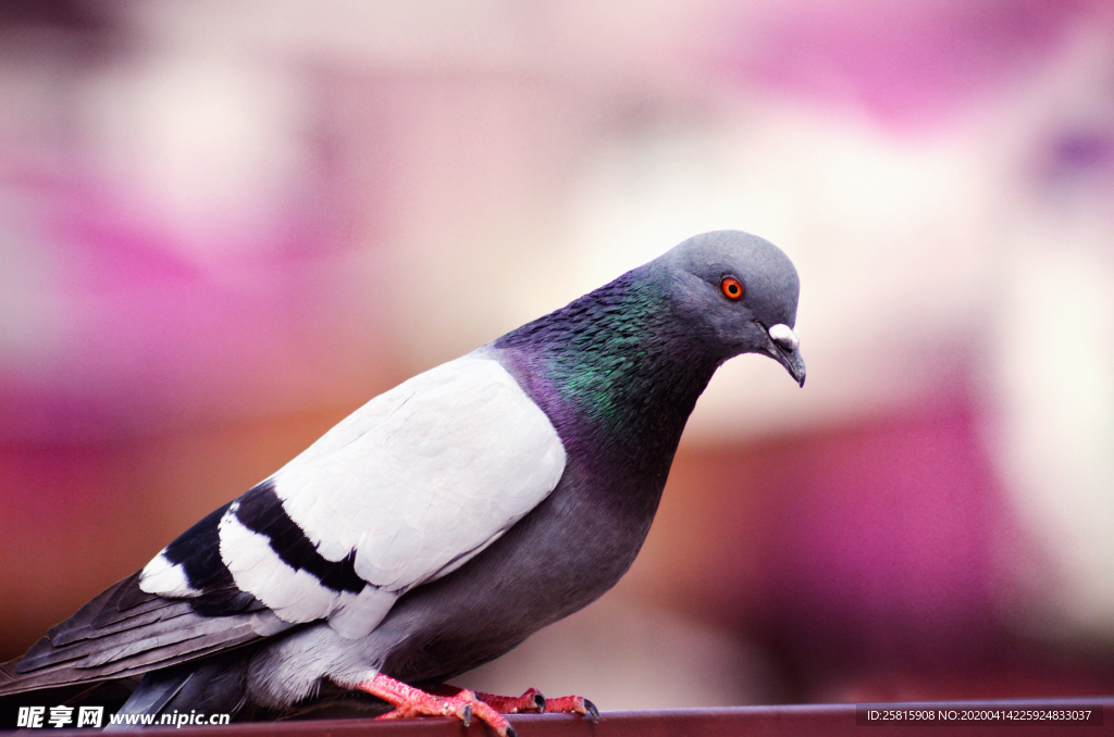 灰鸽空山鸟语图片