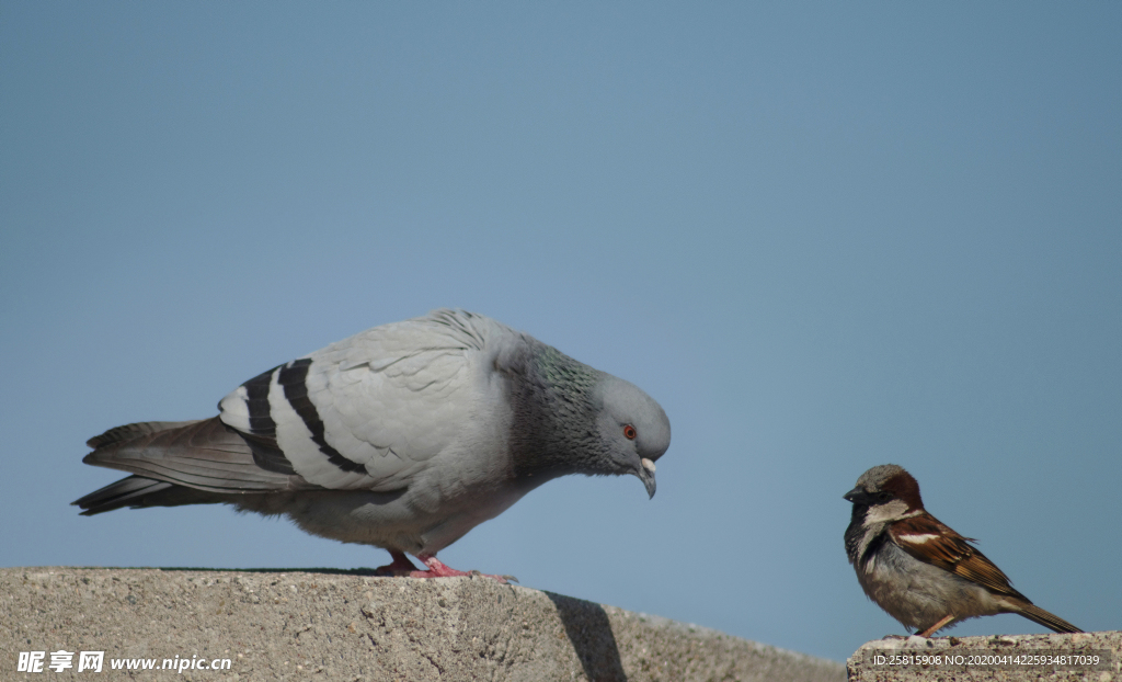 灰鸽空山鸟语图片