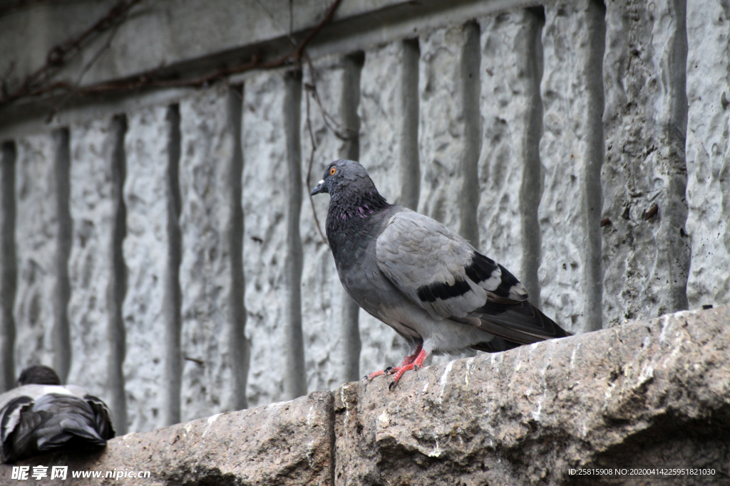 灰鸽空山鸟语图片