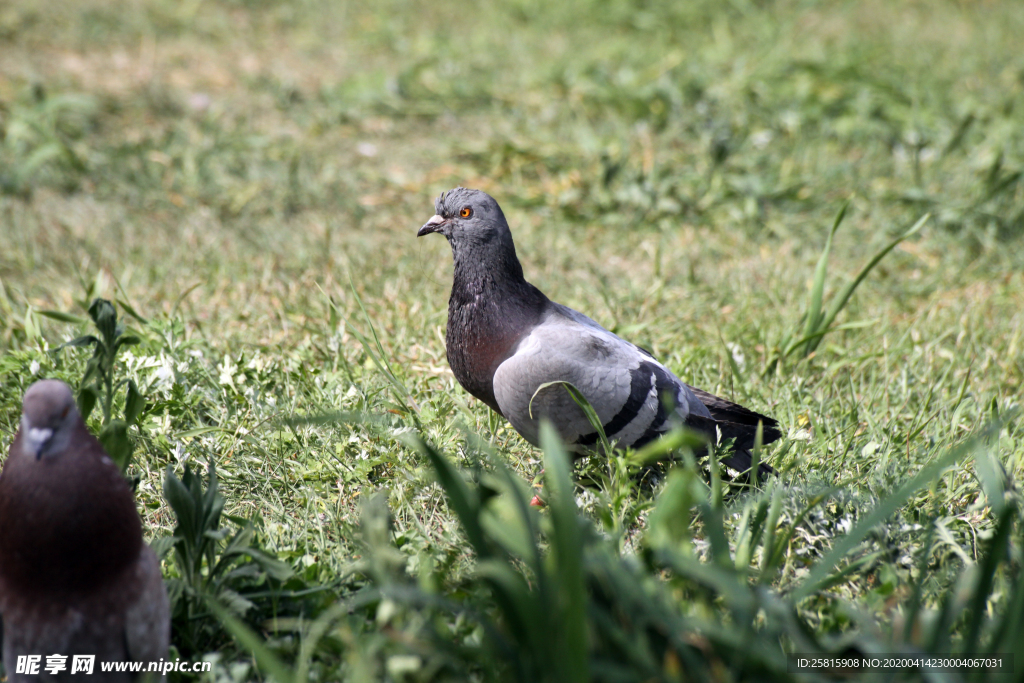 灰鸽空山鸟语图片