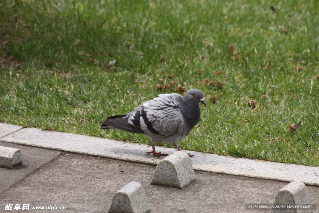 灰鸽空山鸟语图片