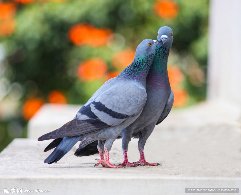 灰鸽空山鸟语图片