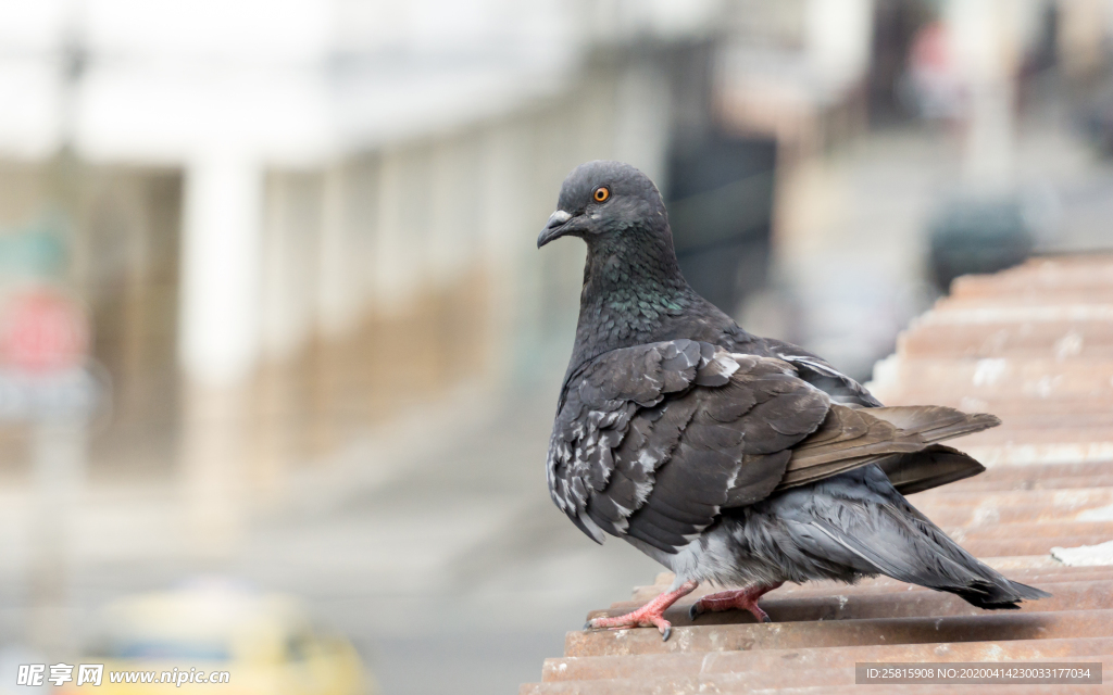 灰鸽空山鸟语图片