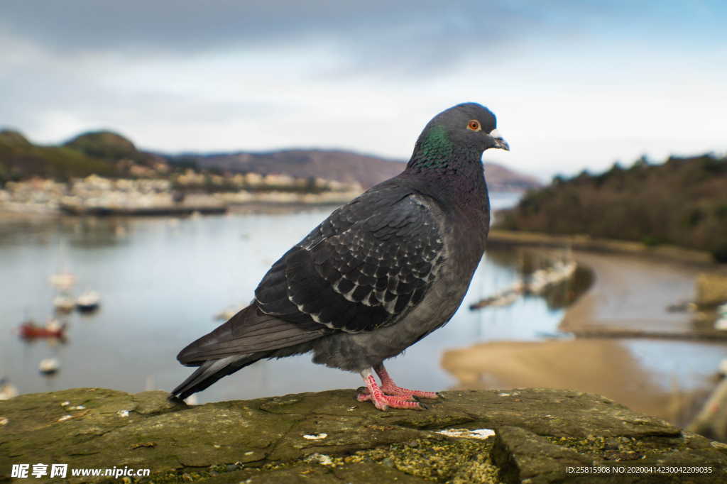 灰鸽空山鸟语图片
