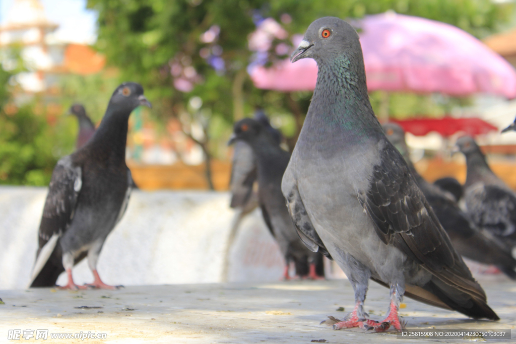 灰鸽空山鸟语图片