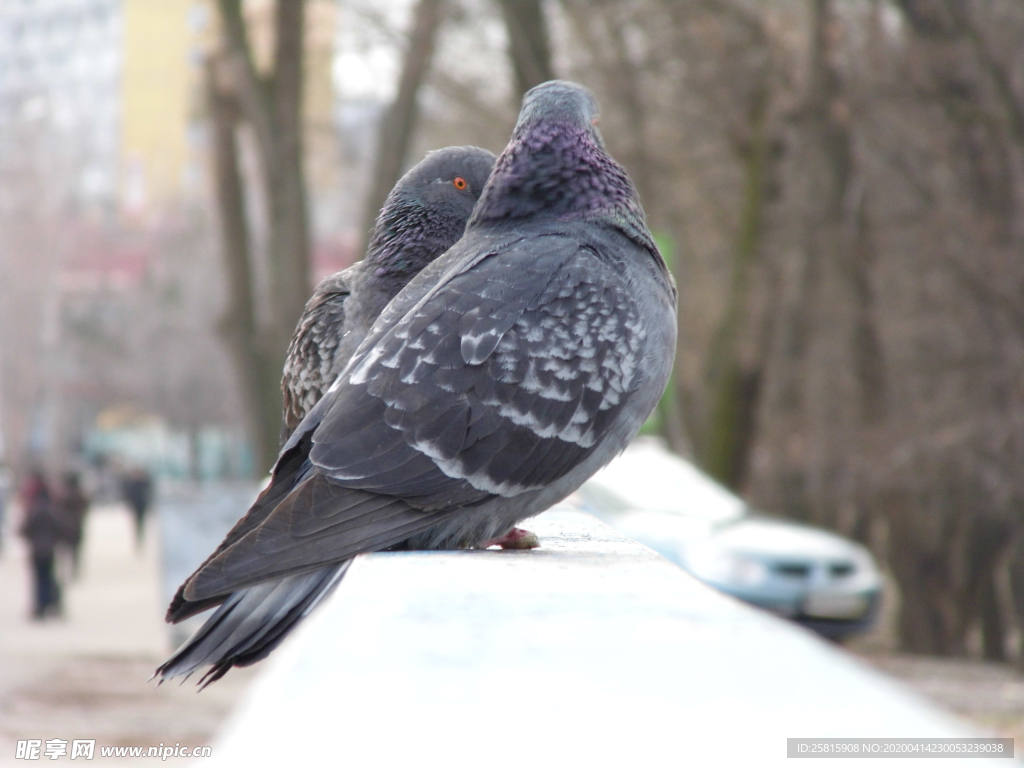 灰鸽空山鸟语图片