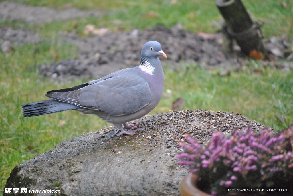 灰鸽空山鸟语图片