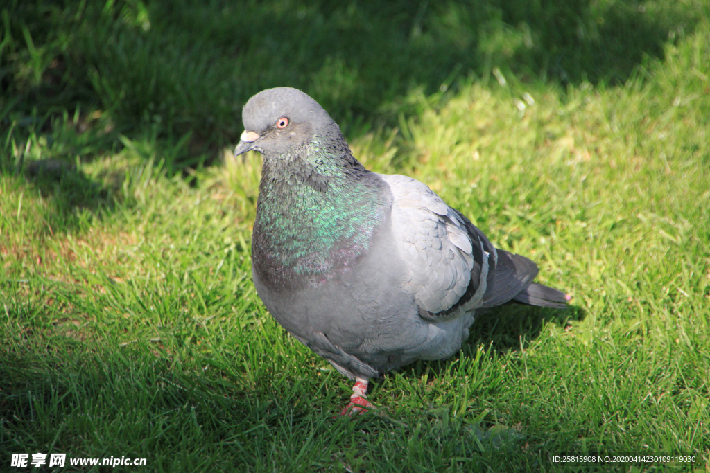 灰鸽空山鸟语图片