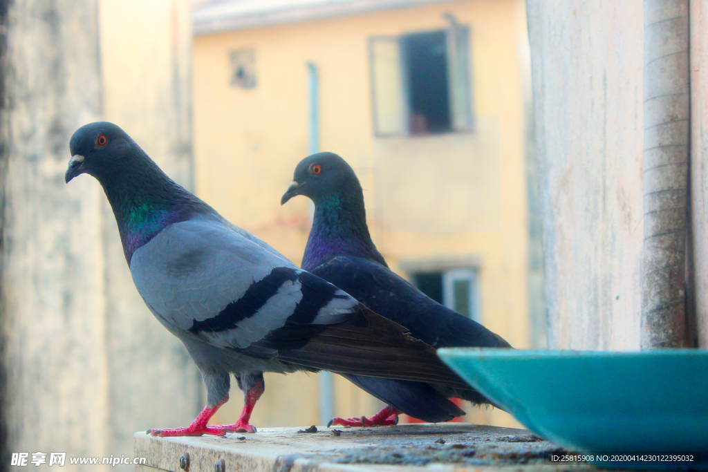 灰鸽空山鸟语图片