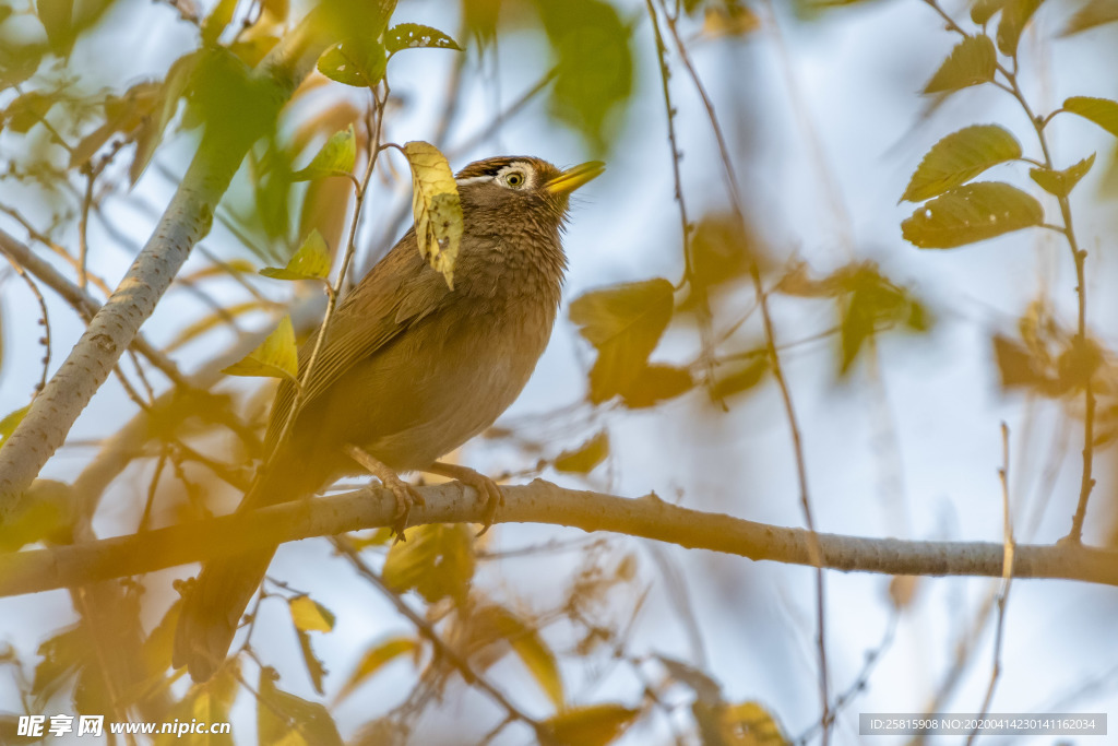 画眉空山鸟语图片