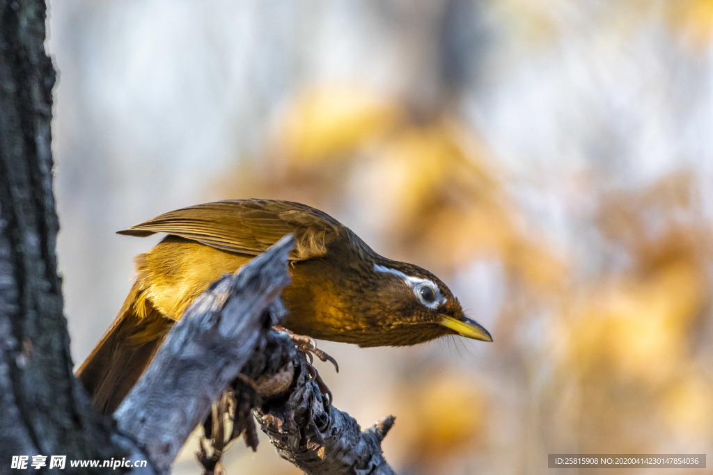 画眉空山鸟语图片