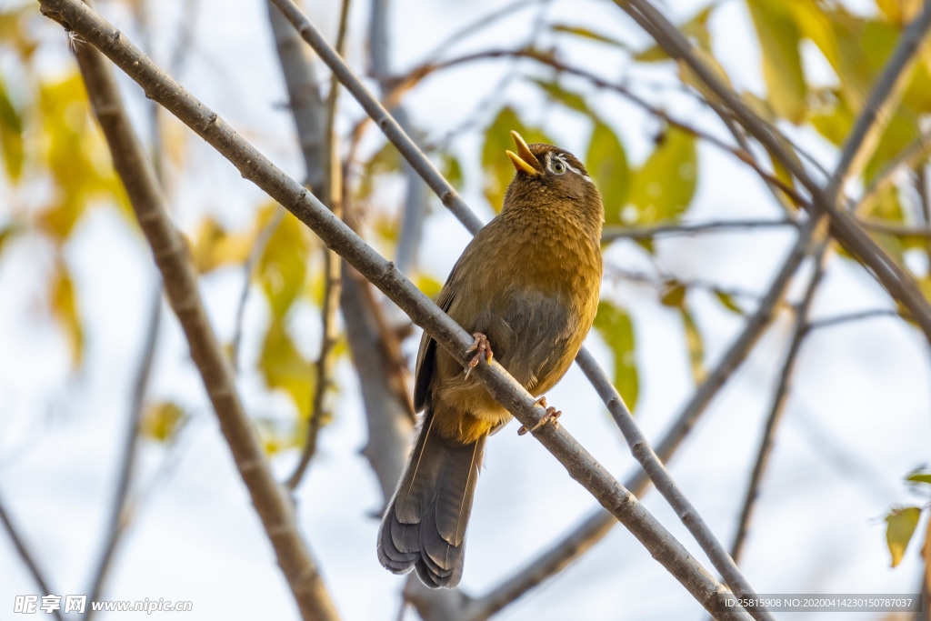 画眉空山鸟语图片