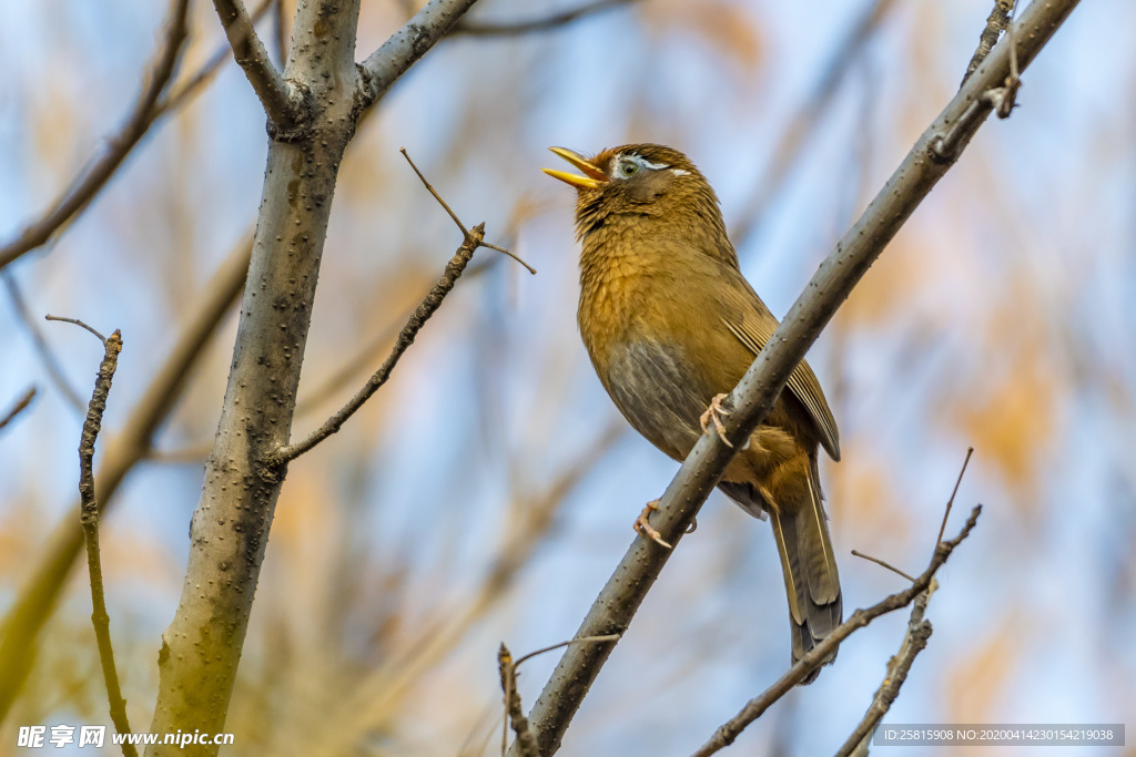 画眉空山鸟语图片