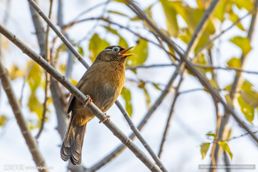 画眉空山鸟语图片