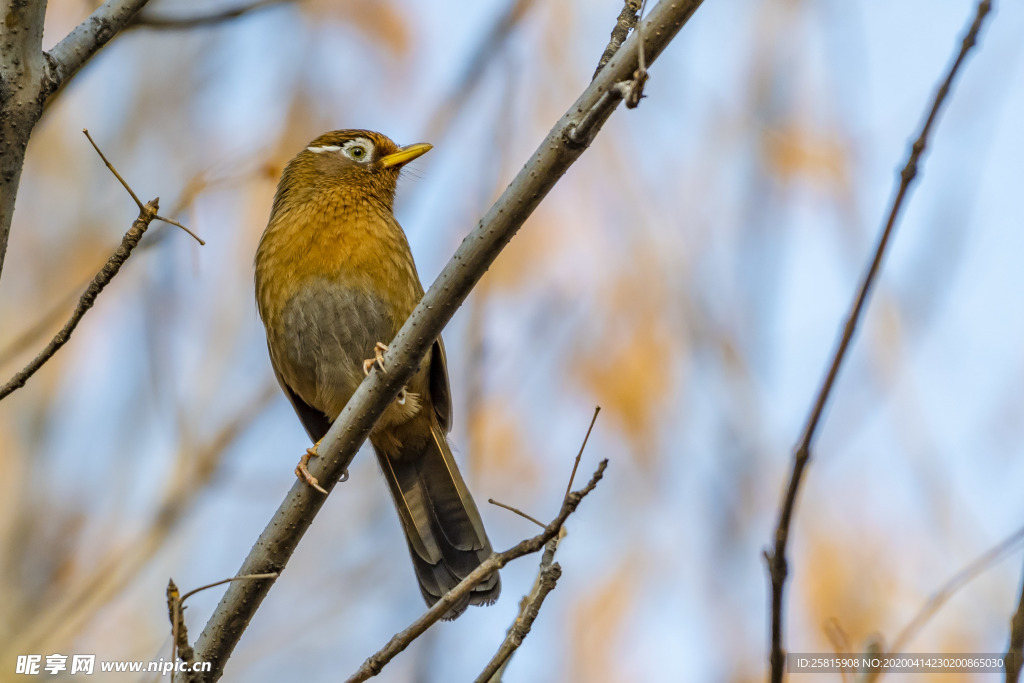 画眉空山鸟语图片