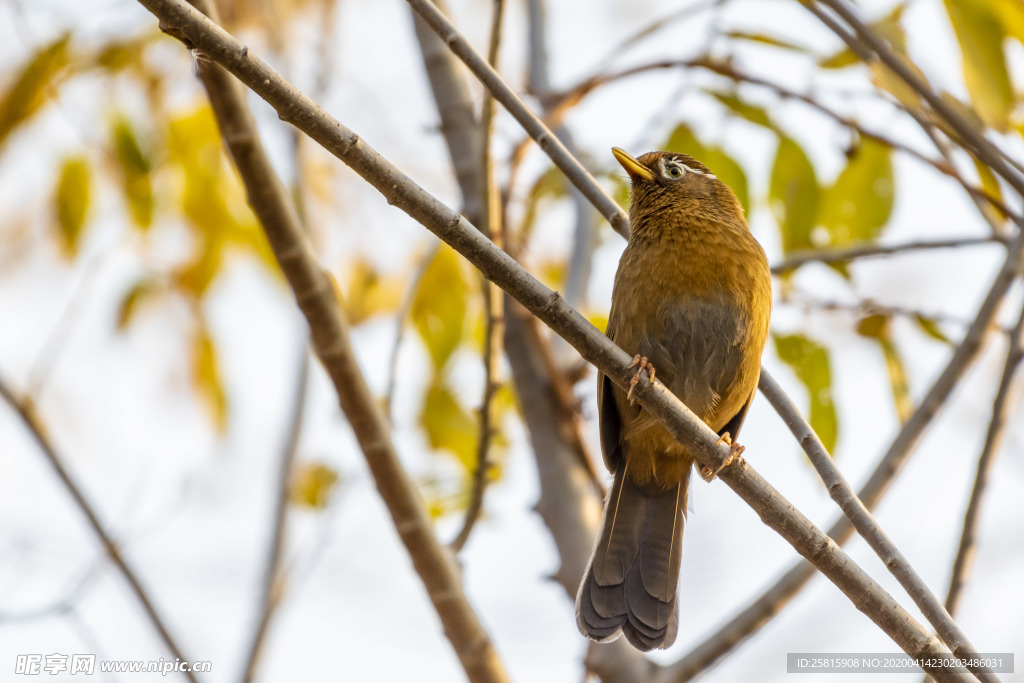 画眉空山鸟语图片