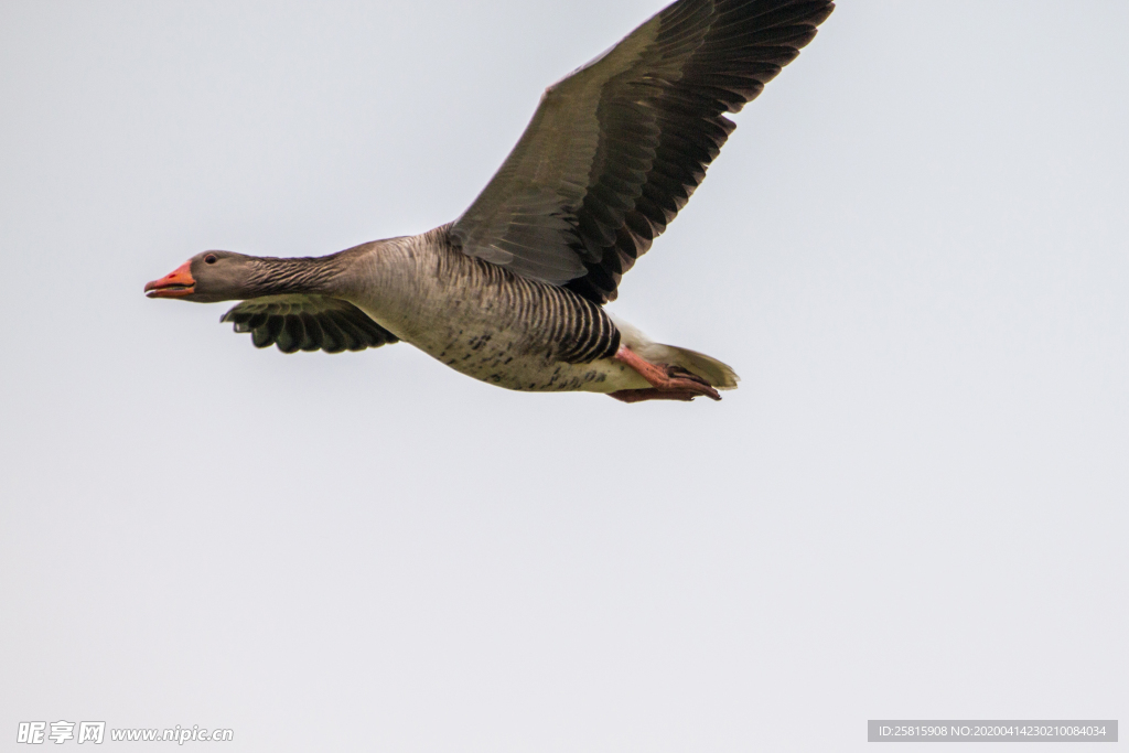大雁空山鸟语图片