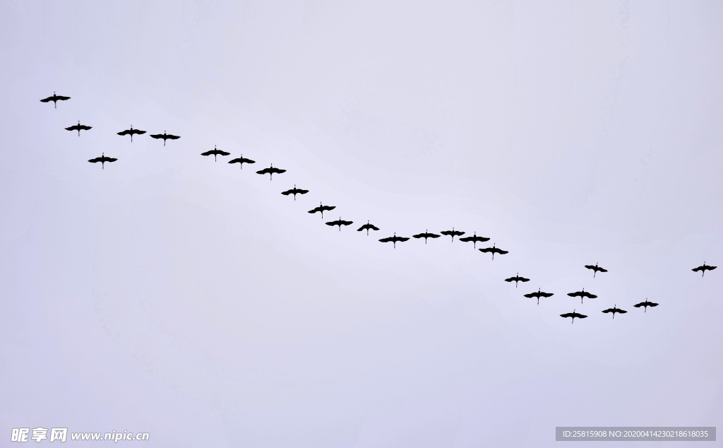 大雁空山鸟语图片