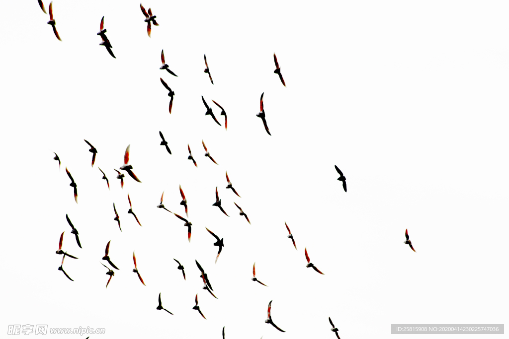 大雁空山鸟语图片