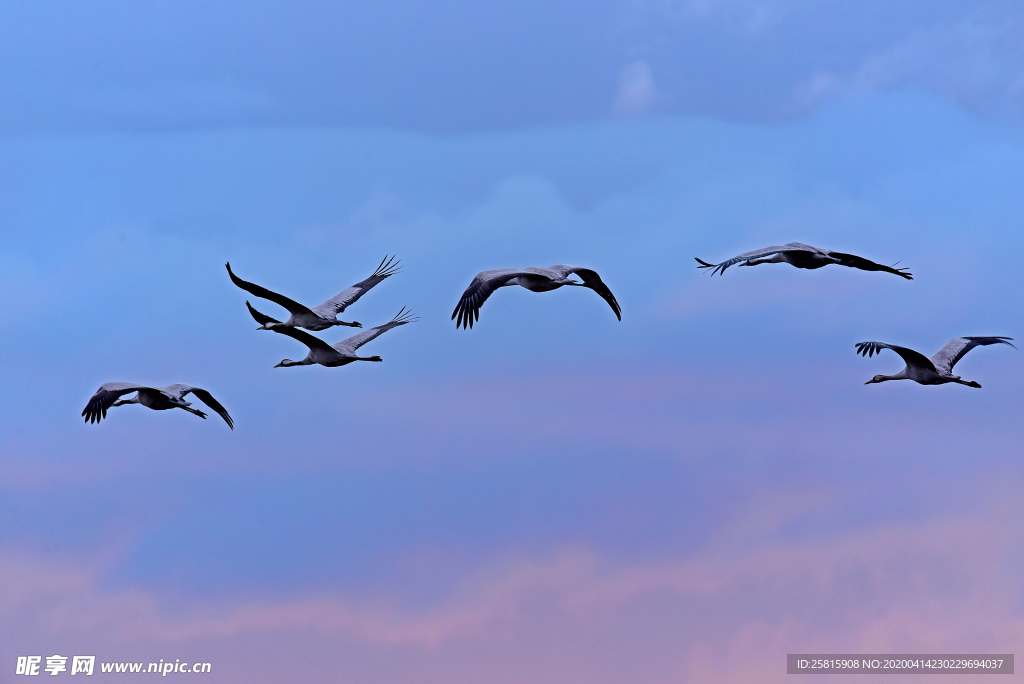 大雁空山鸟语图片