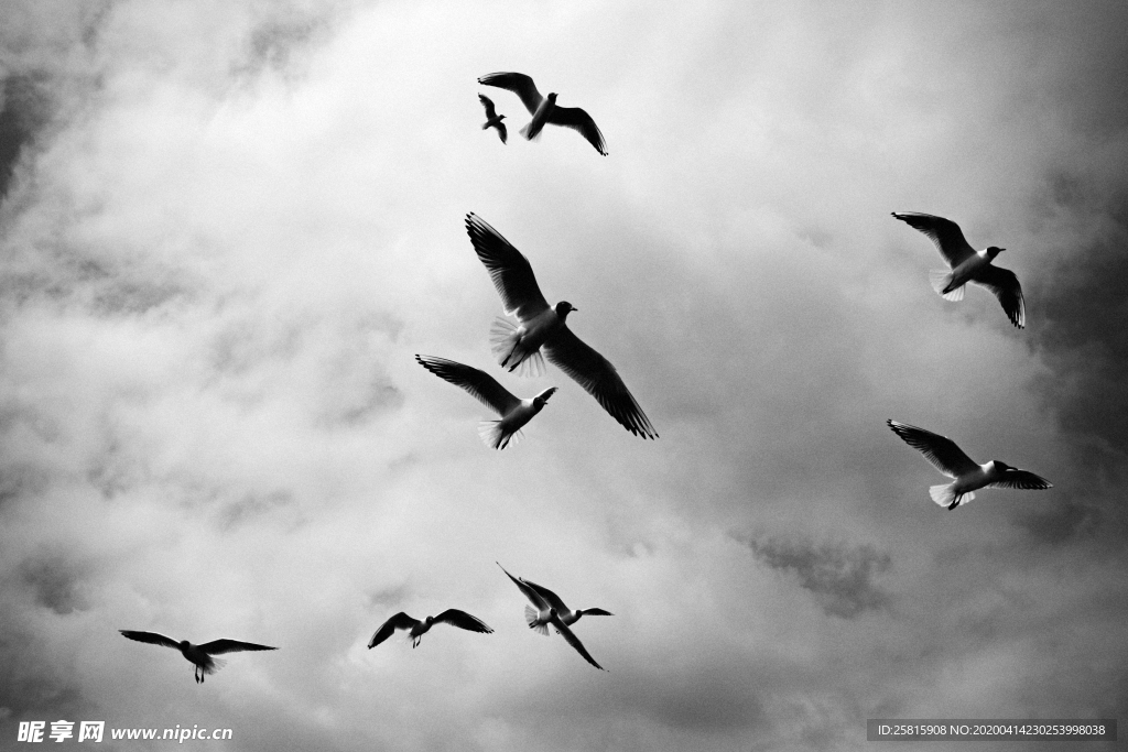 大雁空山鸟语图片