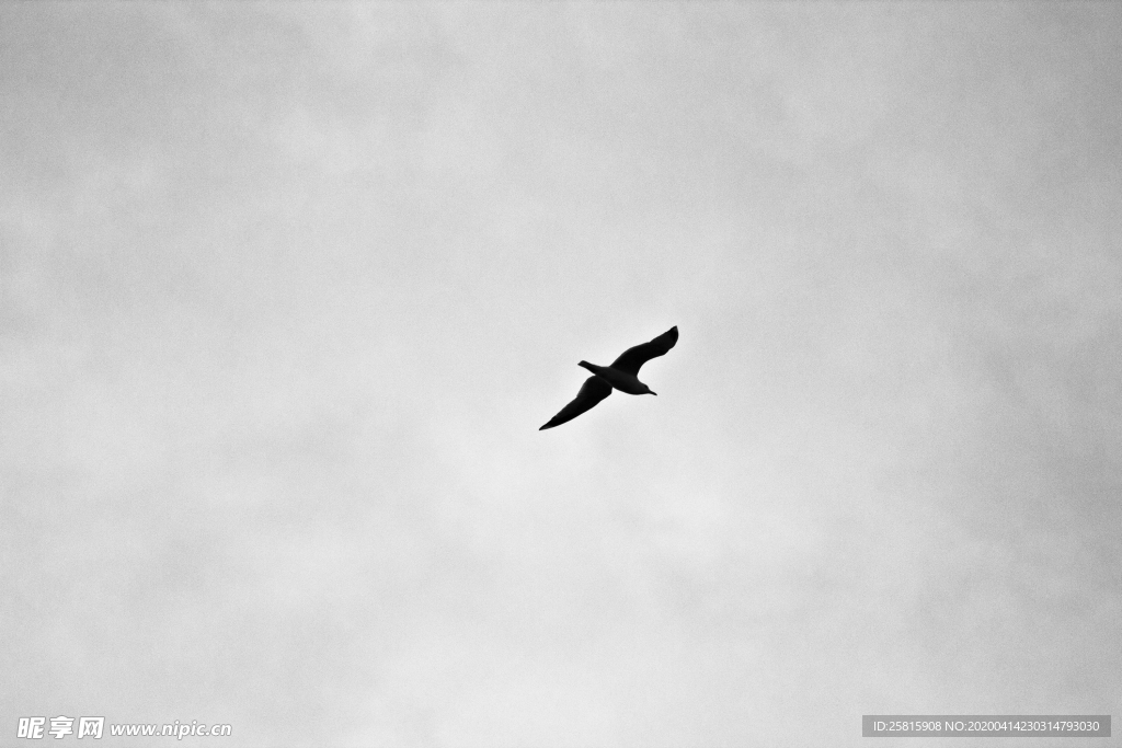 大雁空山鸟语图片